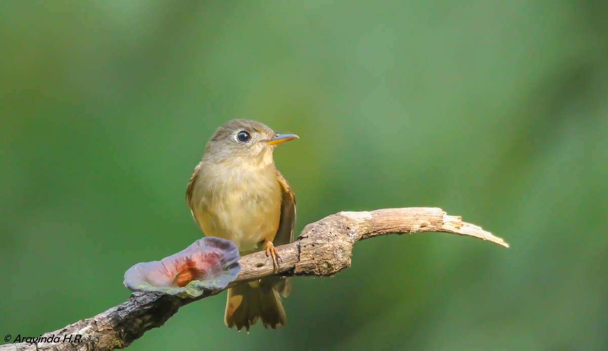 Brown-breasted Flycatcher - ML83091011