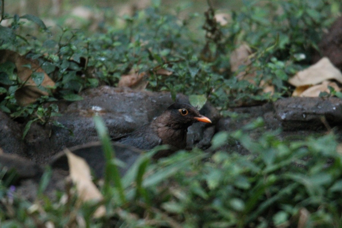 Indian Blackbird - aravinda hr