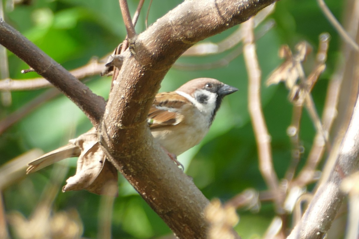 Eurasian Tree Sparrow - ML83092021