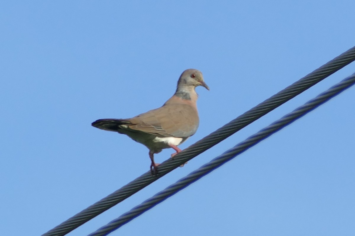 Philippine Collared-Dove - ML83092171