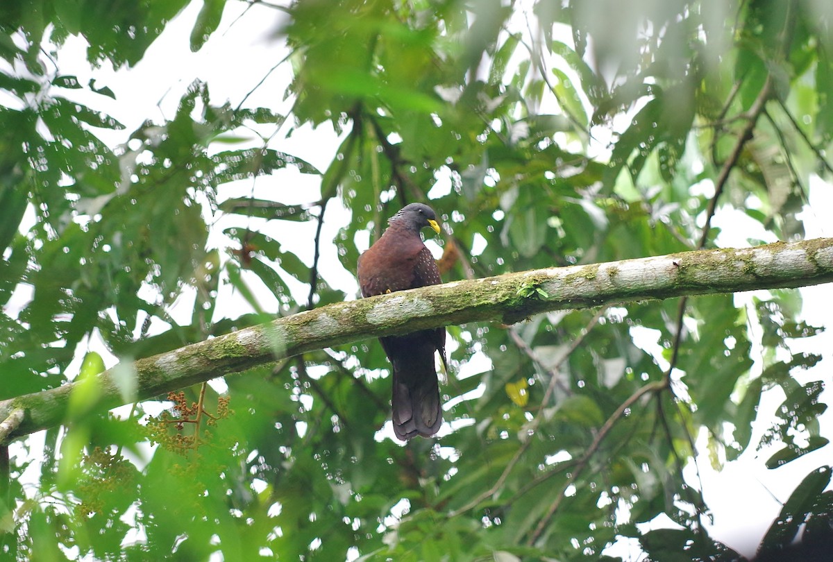 Pigeon de Sao Tomé - ML83094821