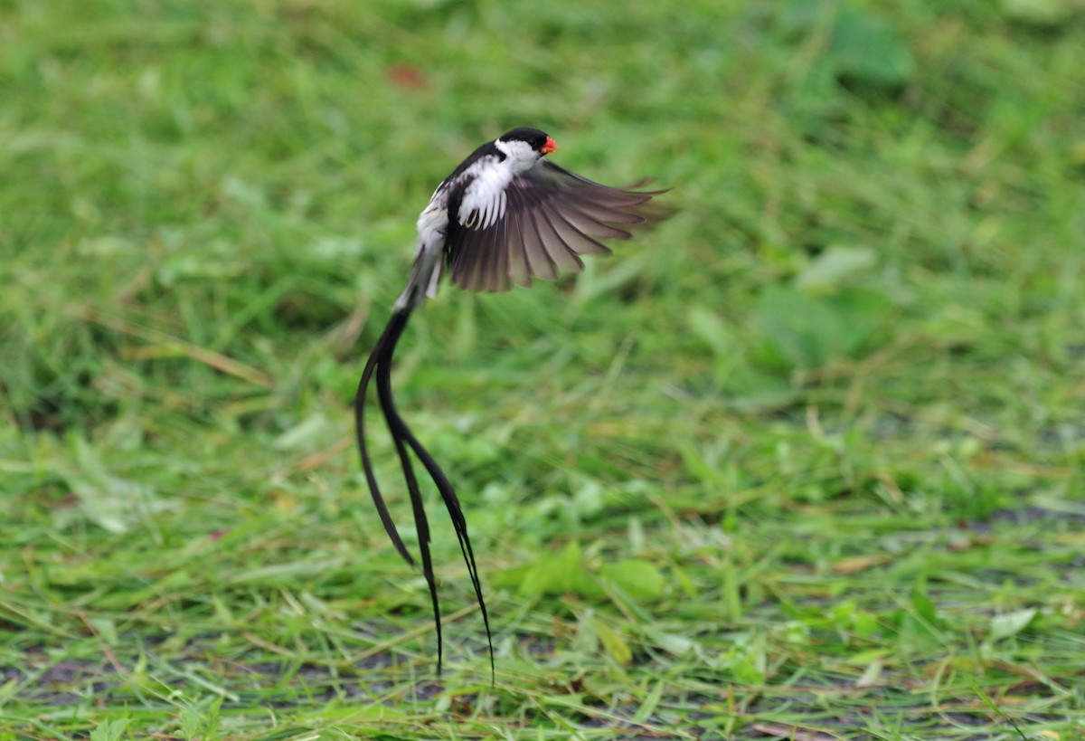 Pin-tailed Whydah - Thibaud Aronson