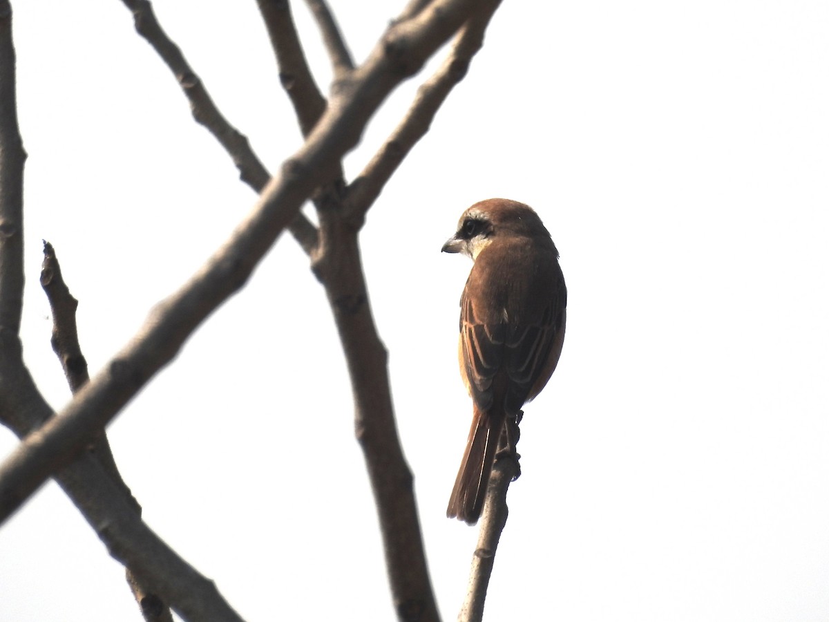 Brown Shrike (Brown) - Sita Susarla