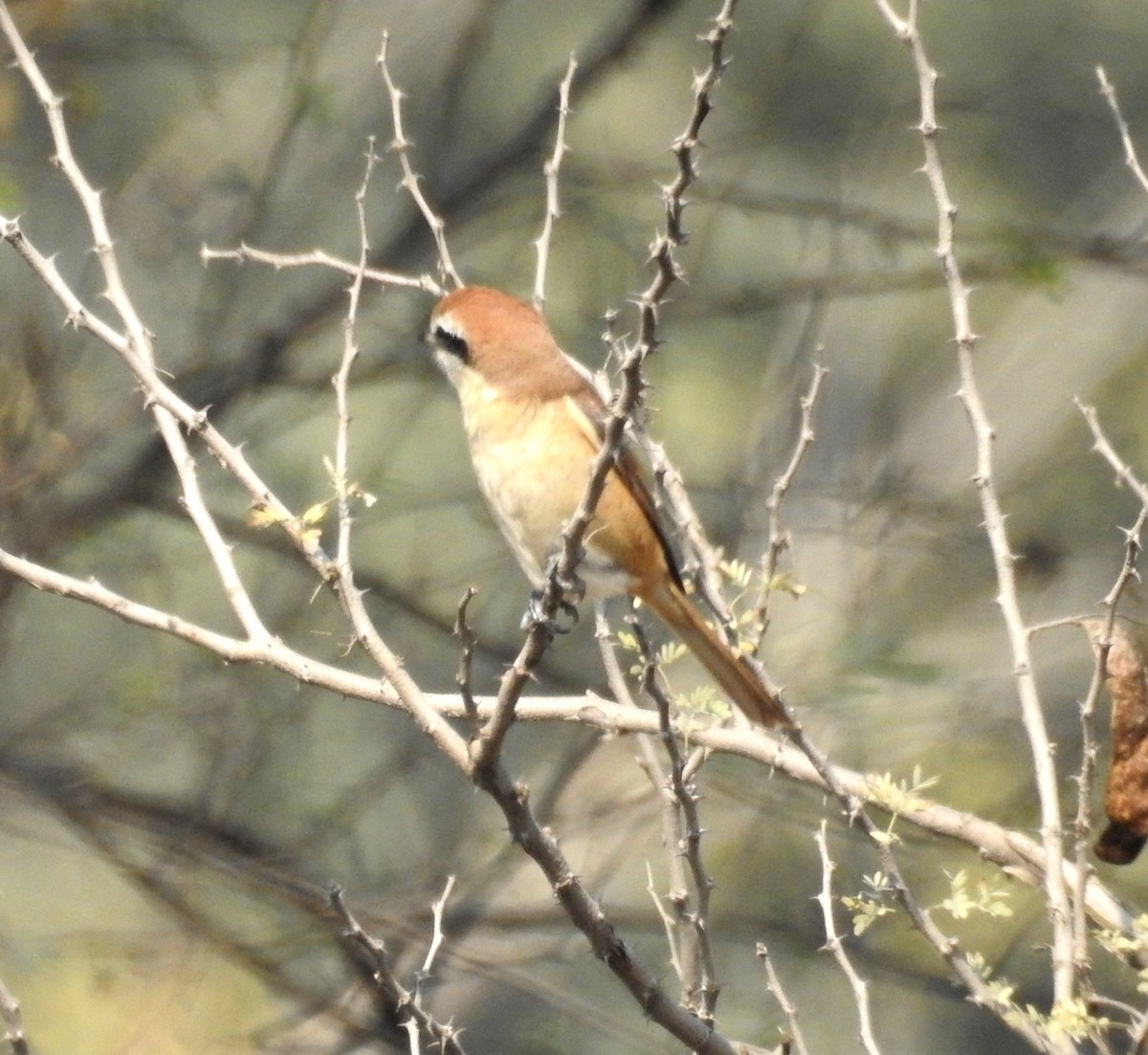 Brown Shrike (Brown) - Sita Susarla