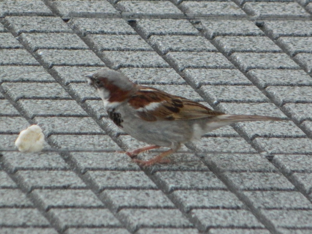 House Sparrow - Guillermo Costa