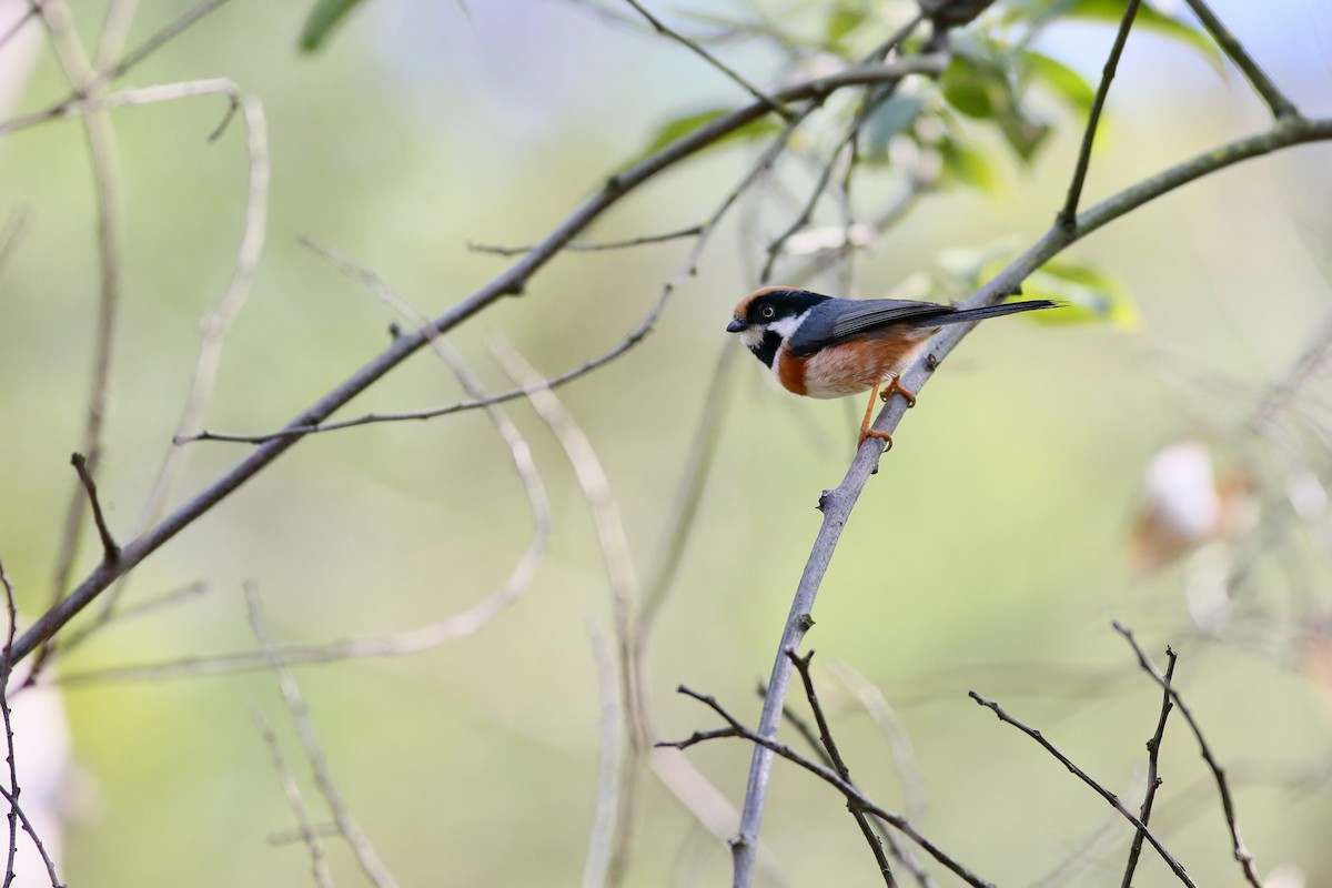 Black-throated Tit - Ting-Wei (廷維) HUNG (洪)