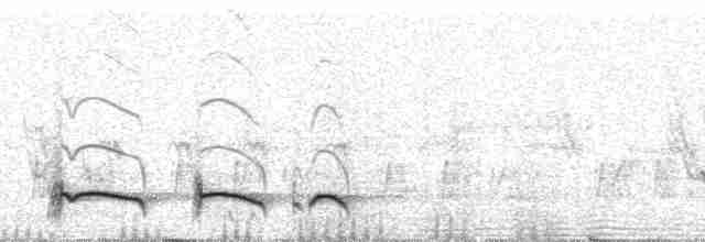 Tamatia tamajac (striatipectus) - ML83101