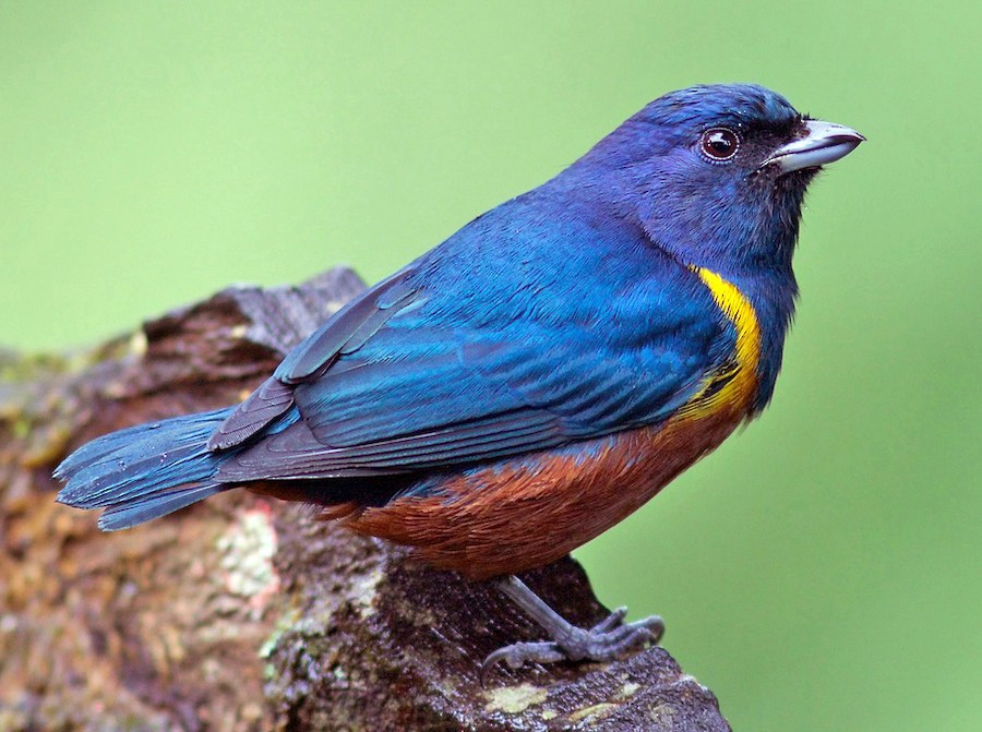 A. Three egg clutch of Chestnut-bellied Euphonia (Euphonia pectoralis)