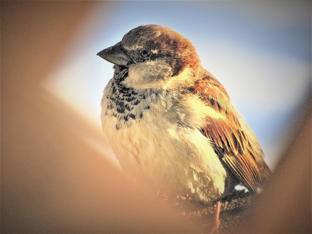 House Sparrow - Fred Kachmarik