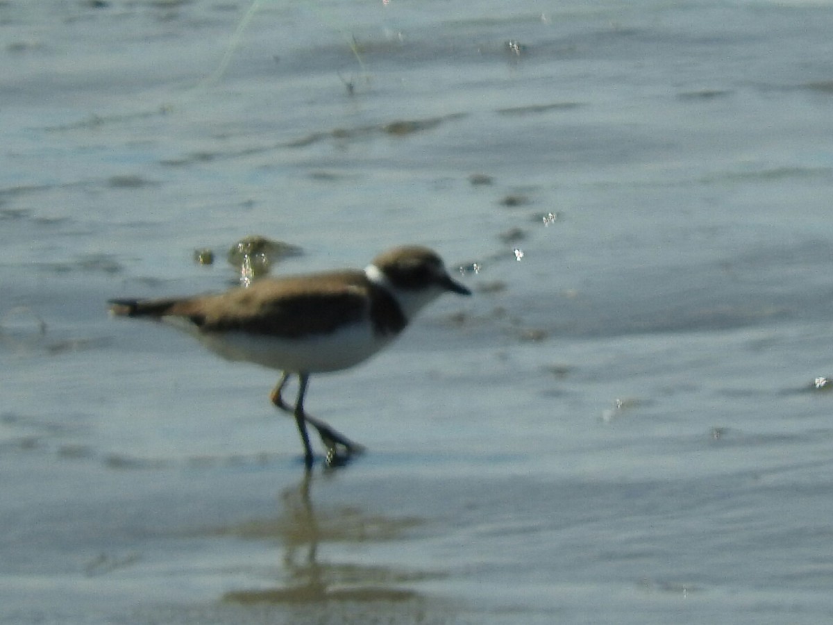 Semipalmated Plover - ML83112141