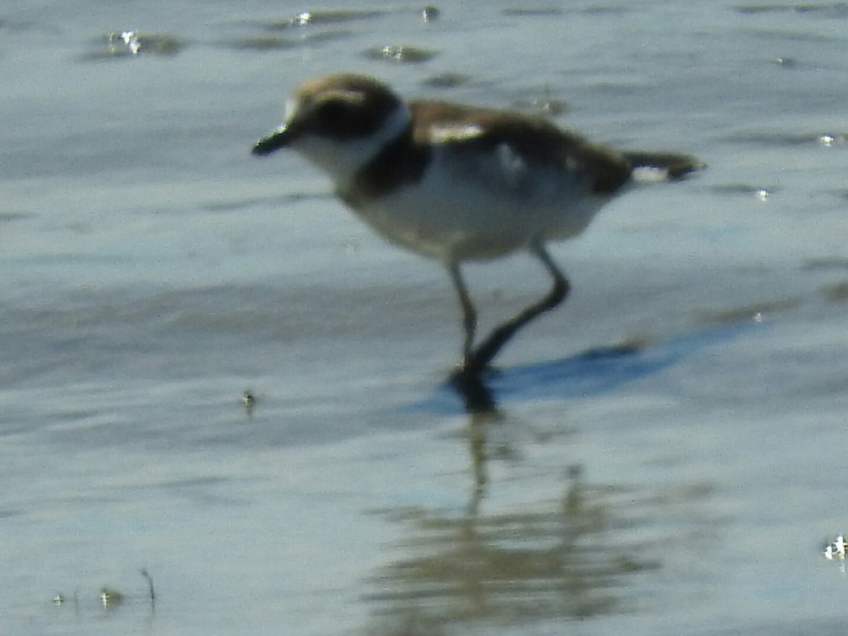 Semipalmated Plover - ML83112181