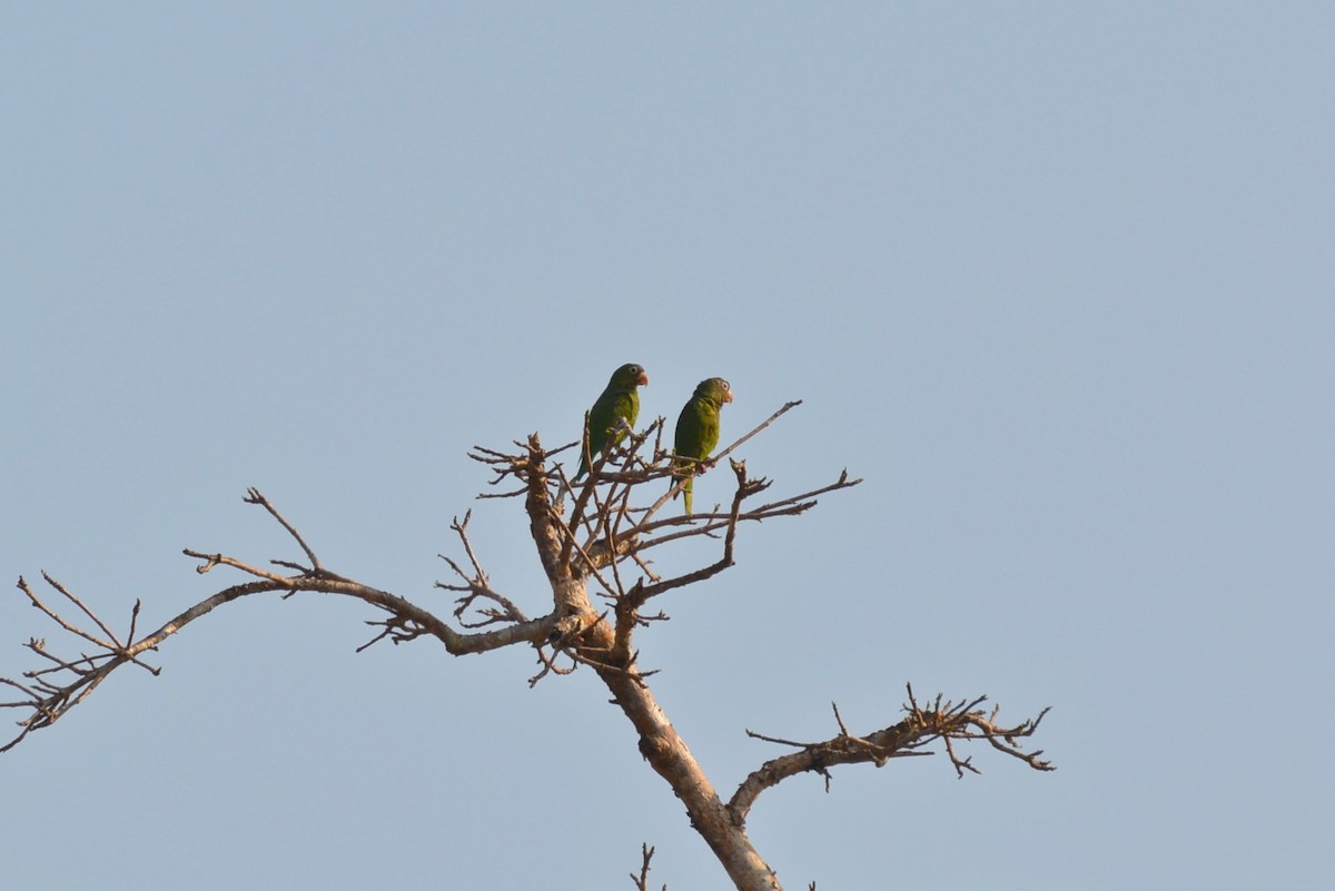 Golden-winged Parakeet - Henry Cook