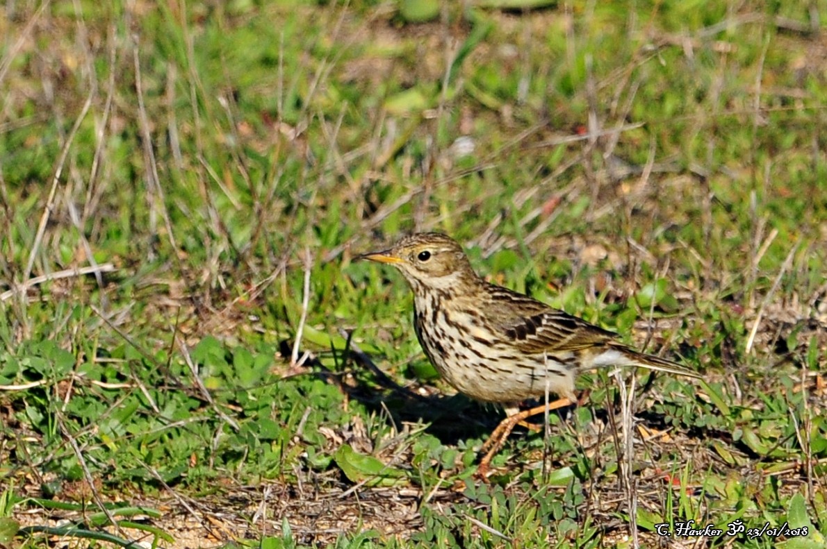 Meadow Pipit - ML83114161