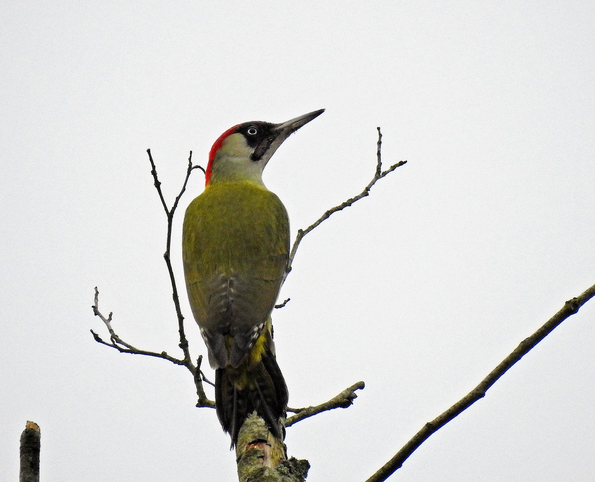 Eurasian Green Woodpecker - Manfred Schleuning