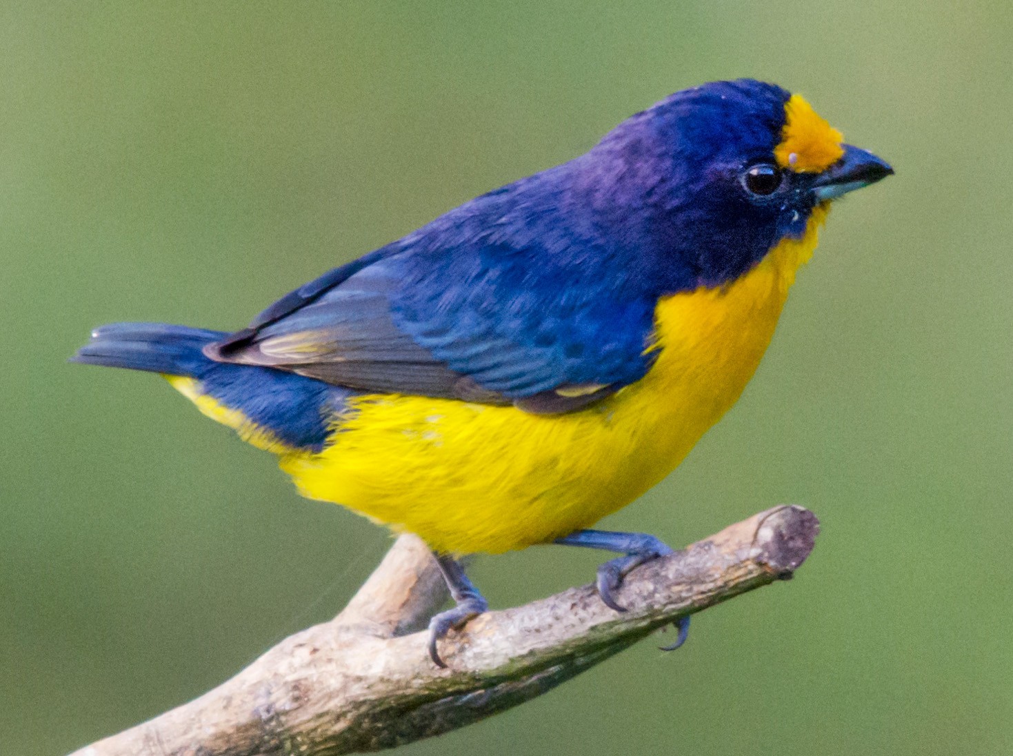 Violaceous Euphonia - Brian McGee