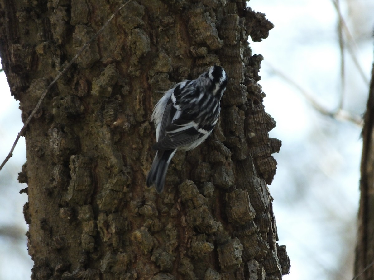 Black-and-white Warbler - ML83117201