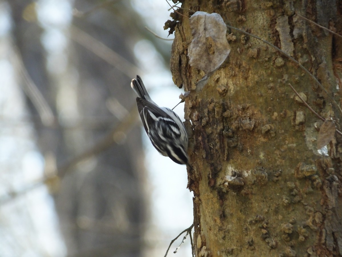 Black-and-white Warbler - ML83117211