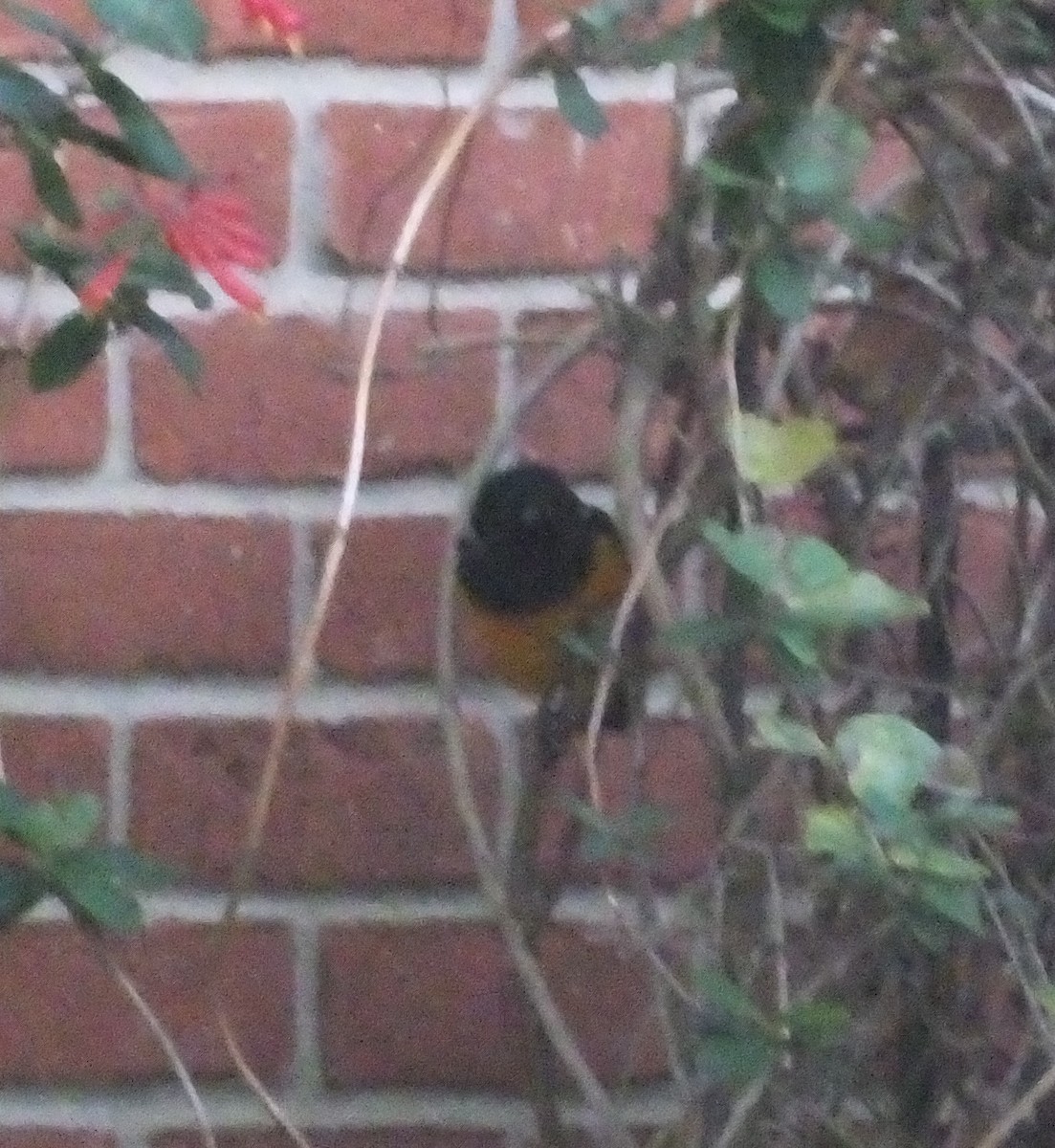 Black-vented Oriole - Candy McNamee
