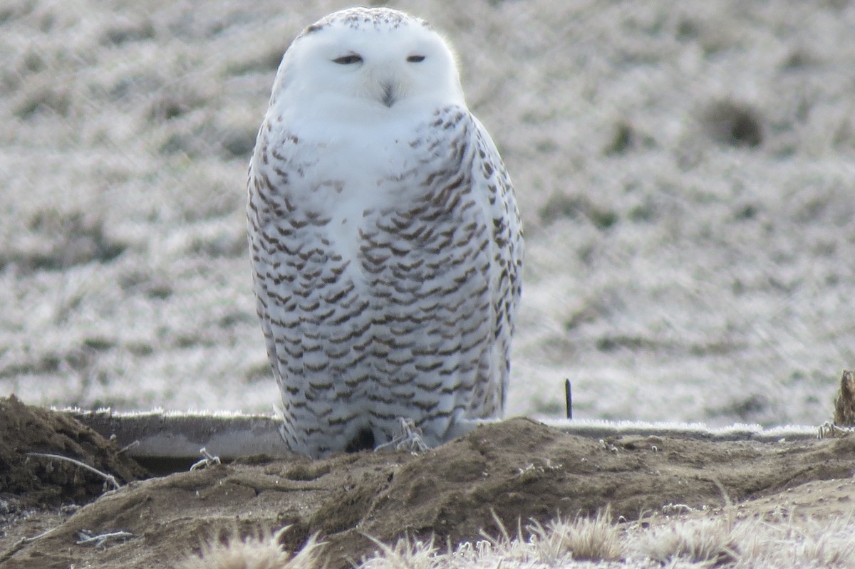 Snowy Owl - ML83117391