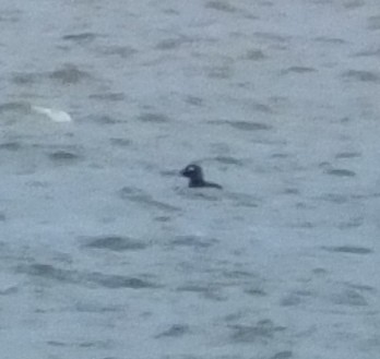 White-winged Scoter - Candy McNamee