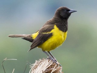  - Yellow-rumped Marshbird