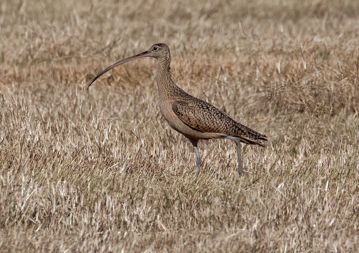 Long-billed Curlew - ML83121251