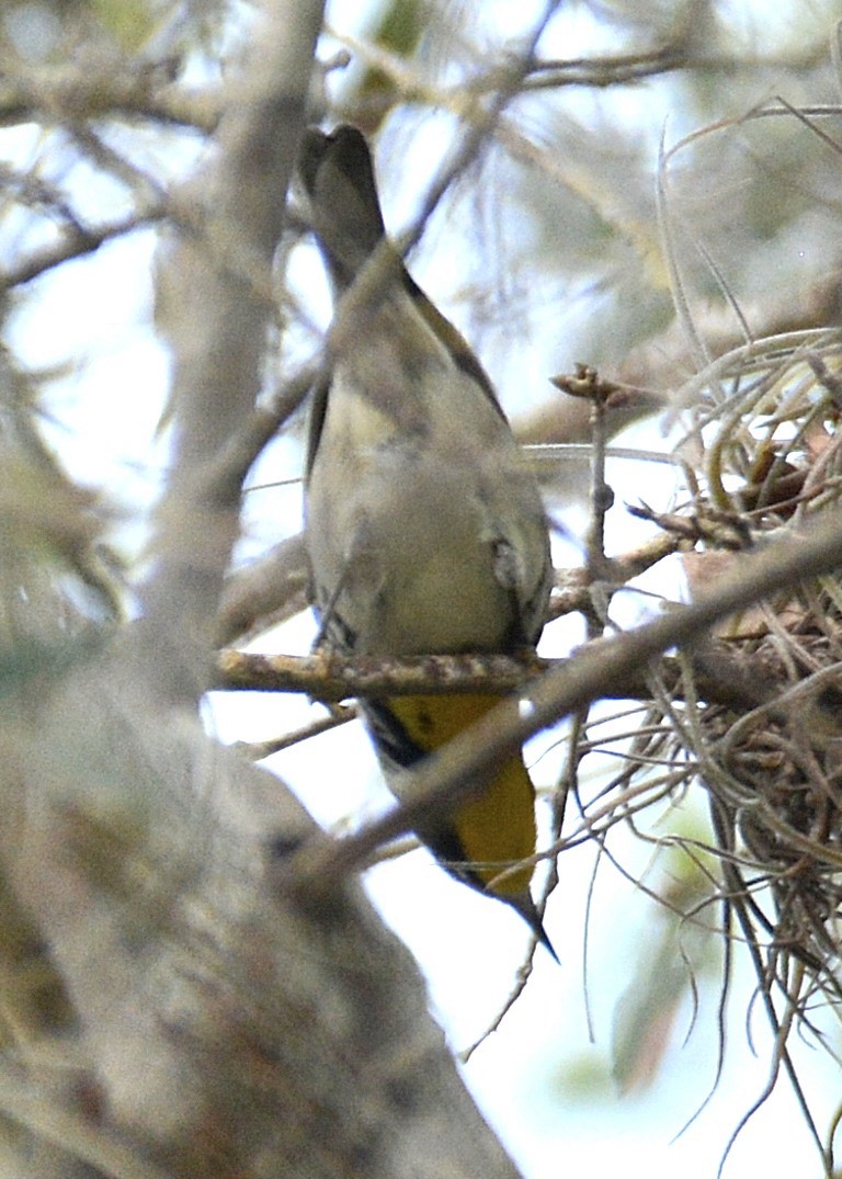 Yellow-throated Warbler - John Whitehead
