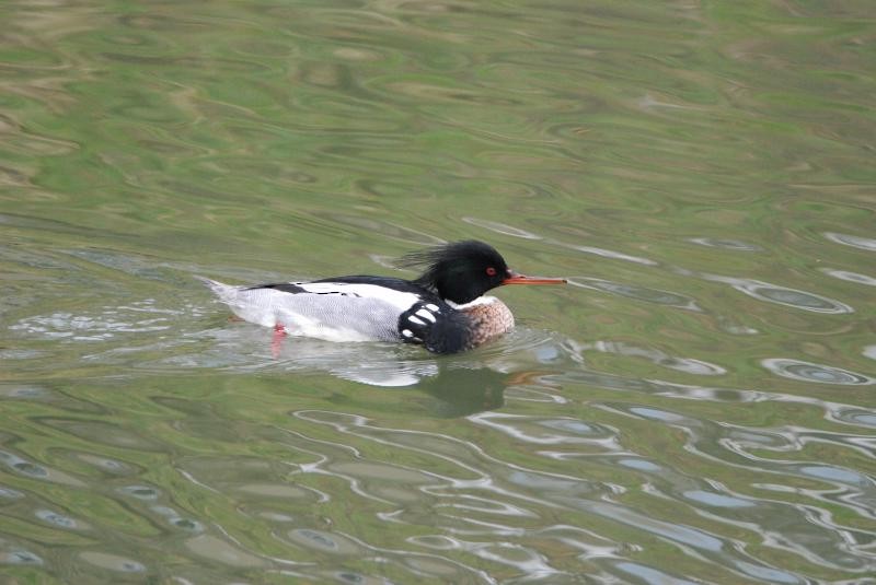 Red-breasted Merganser - Wannes Bos