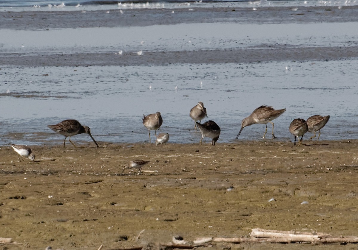 Long-billed Dowitcher - ML83121981