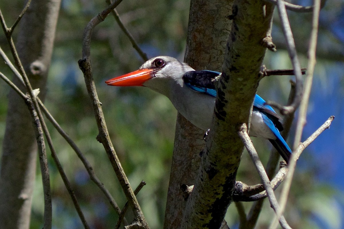 Mangrove Kingfisher - Niki Robertson