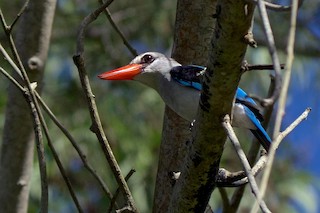  - Mangrove Kingfisher