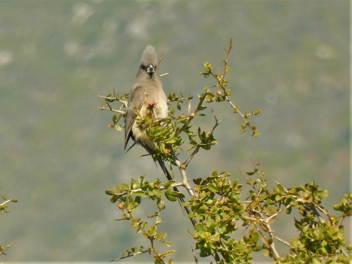 Pájaro Ratón Dorsiblanco - ML83131261