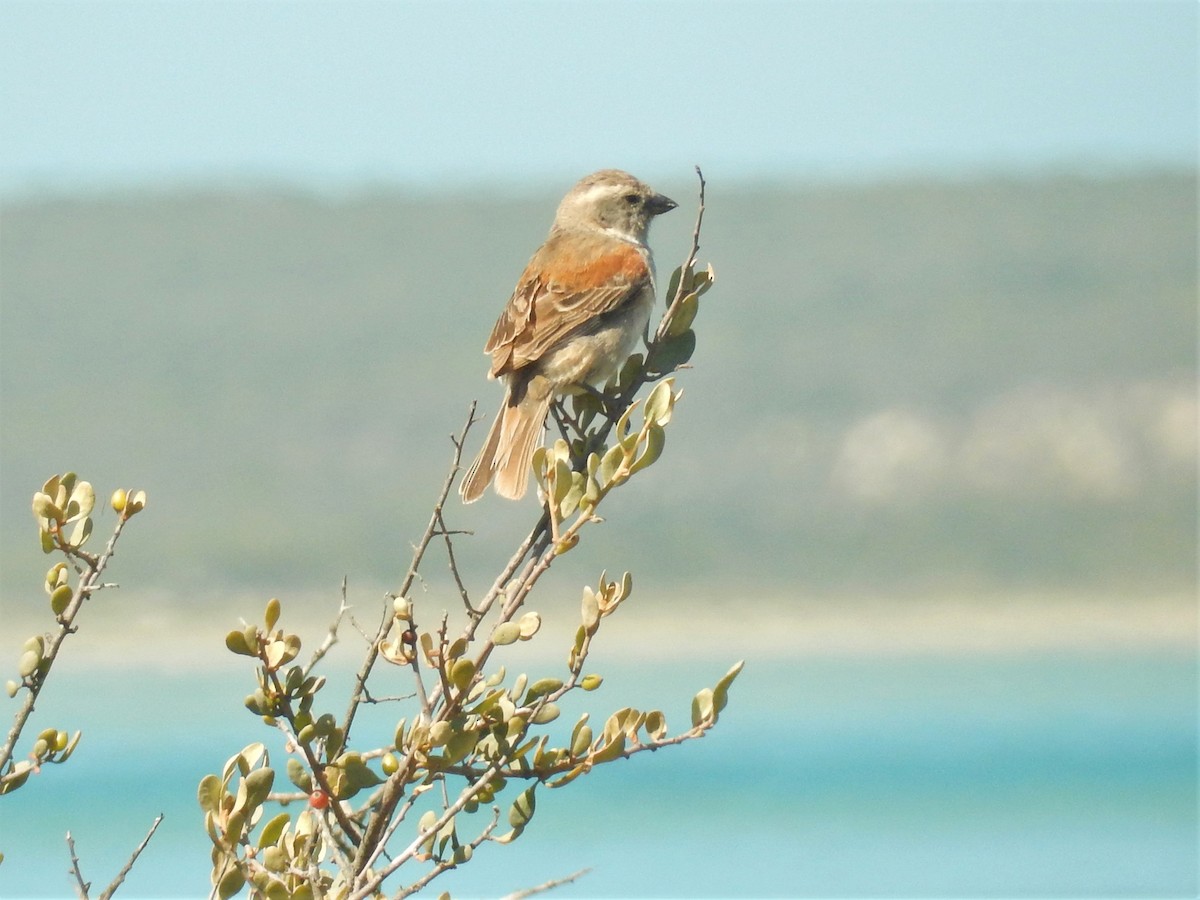 Cape Sparrow - Jennifer Rothe