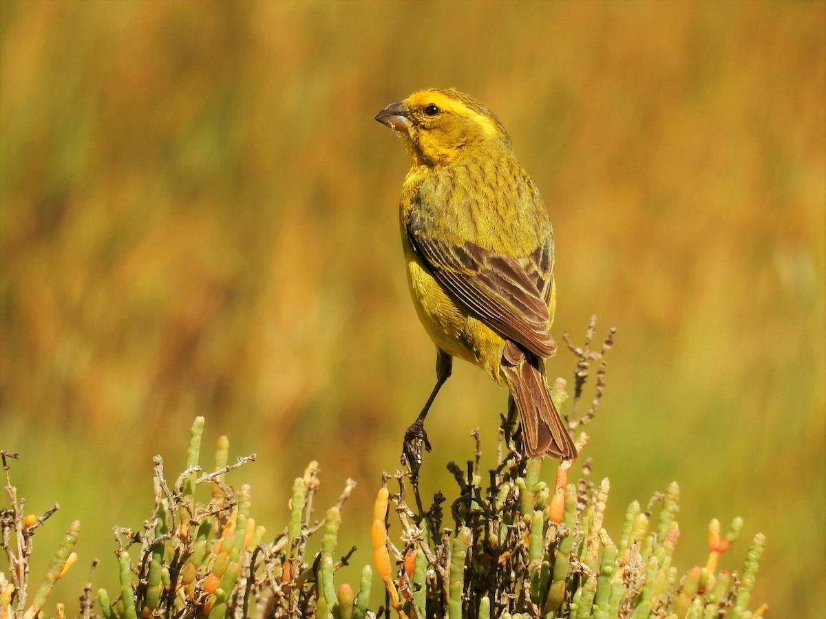 Yellow Canary - Jennifer Rothe