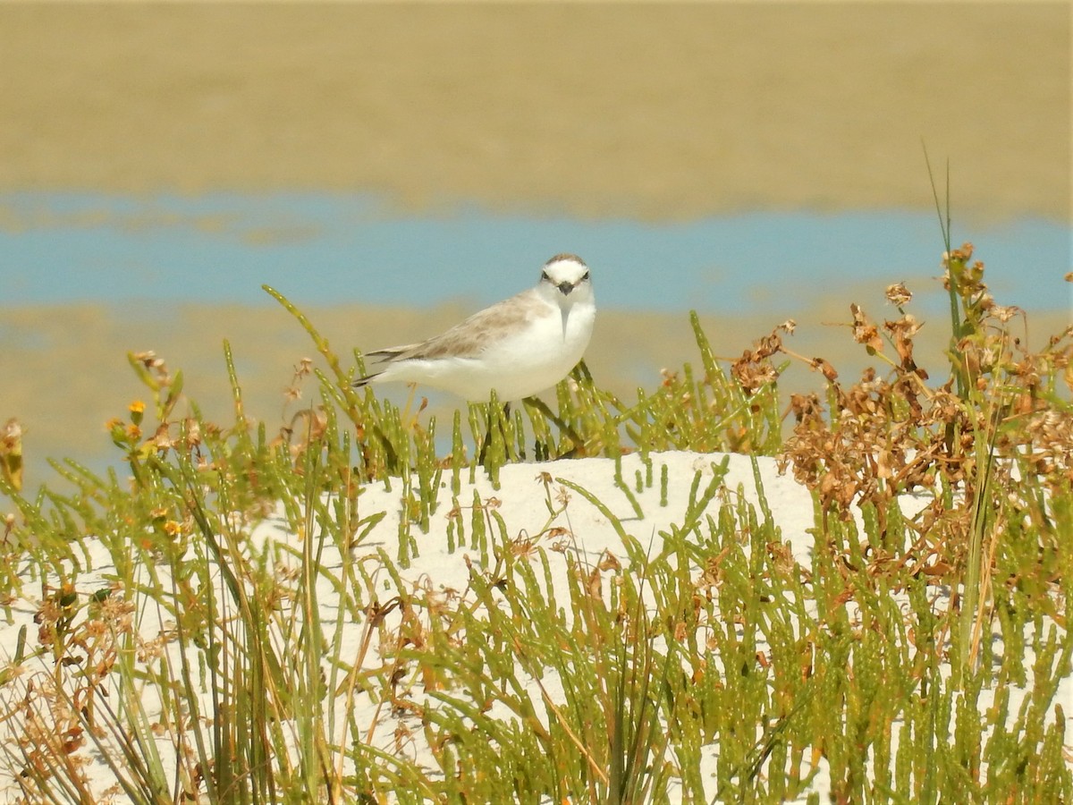 White-fronted Plover - ML83133831