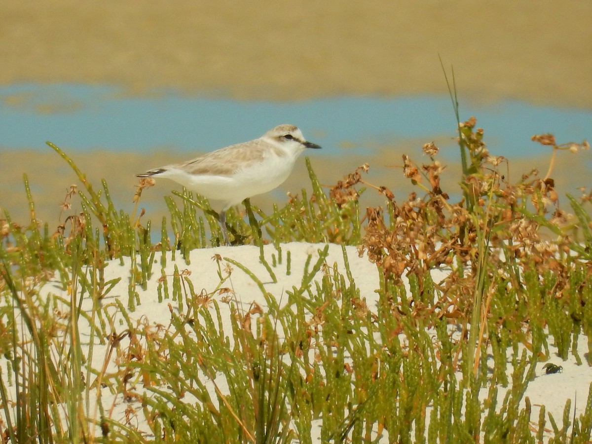 White-fronted Plover - ML83133891
