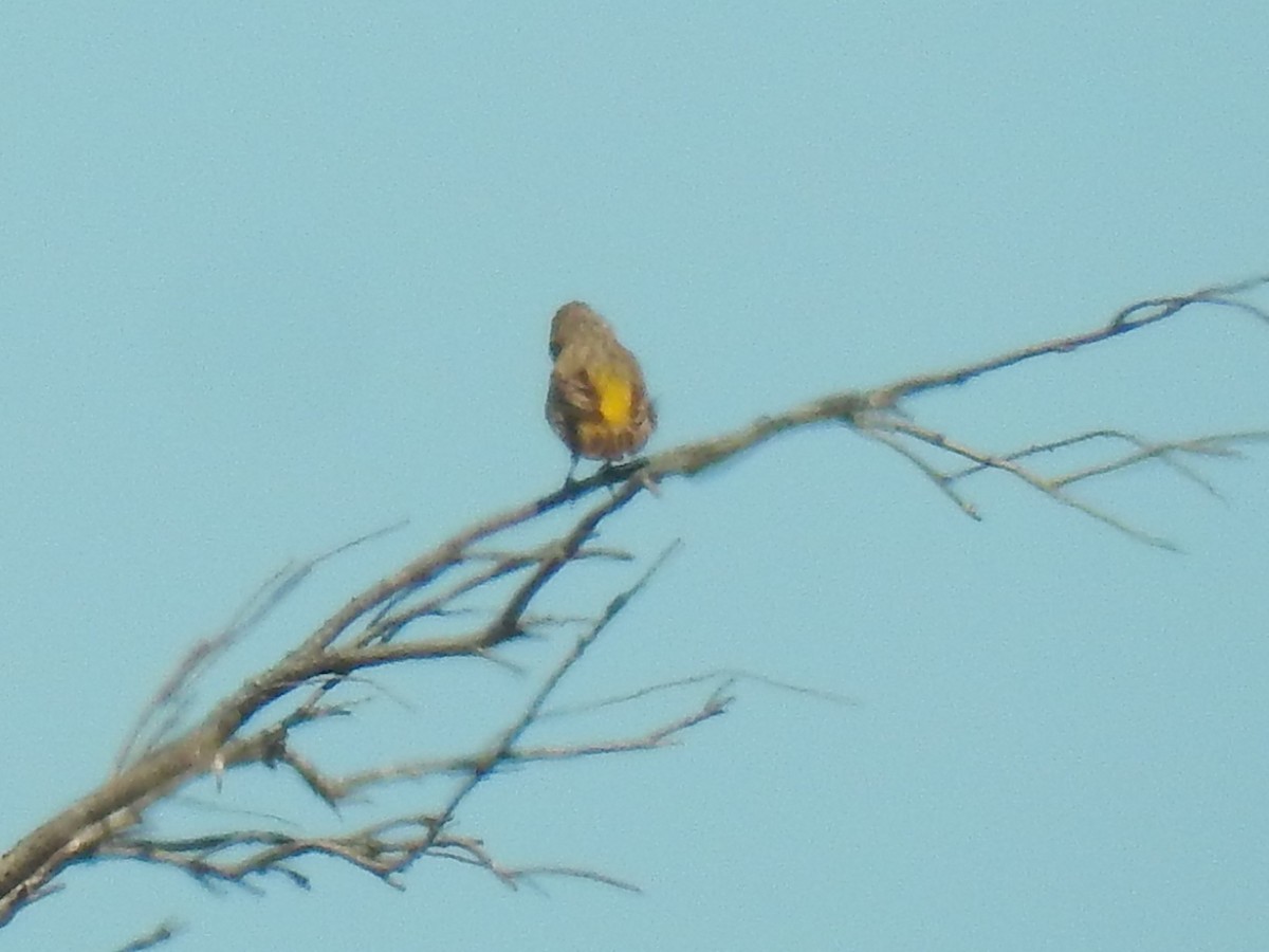 White-throated Canary - ML83138991