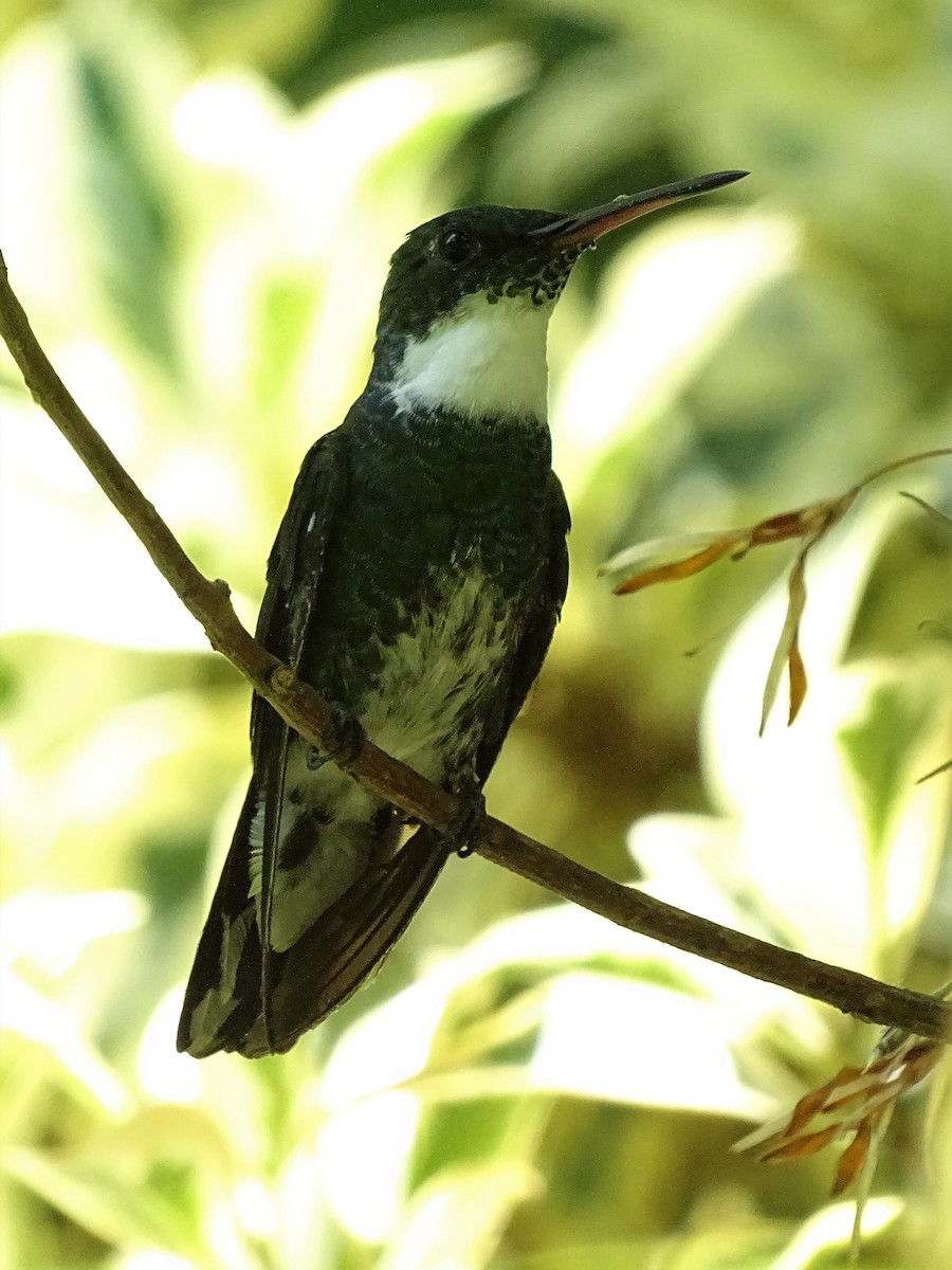 White-throated Hummingbird - ADRIAN GRILLI