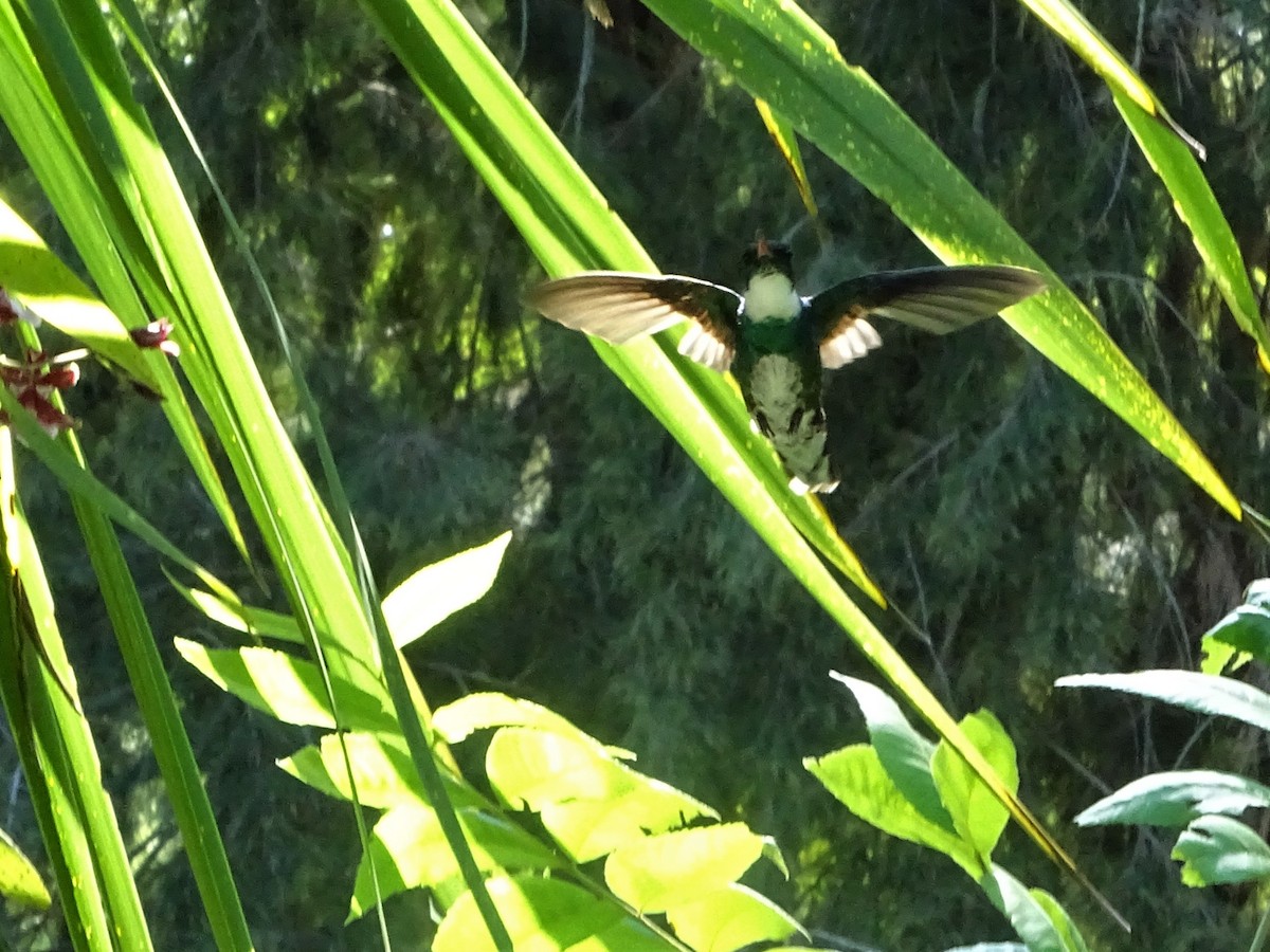 White-throated Hummingbird - ML83139411