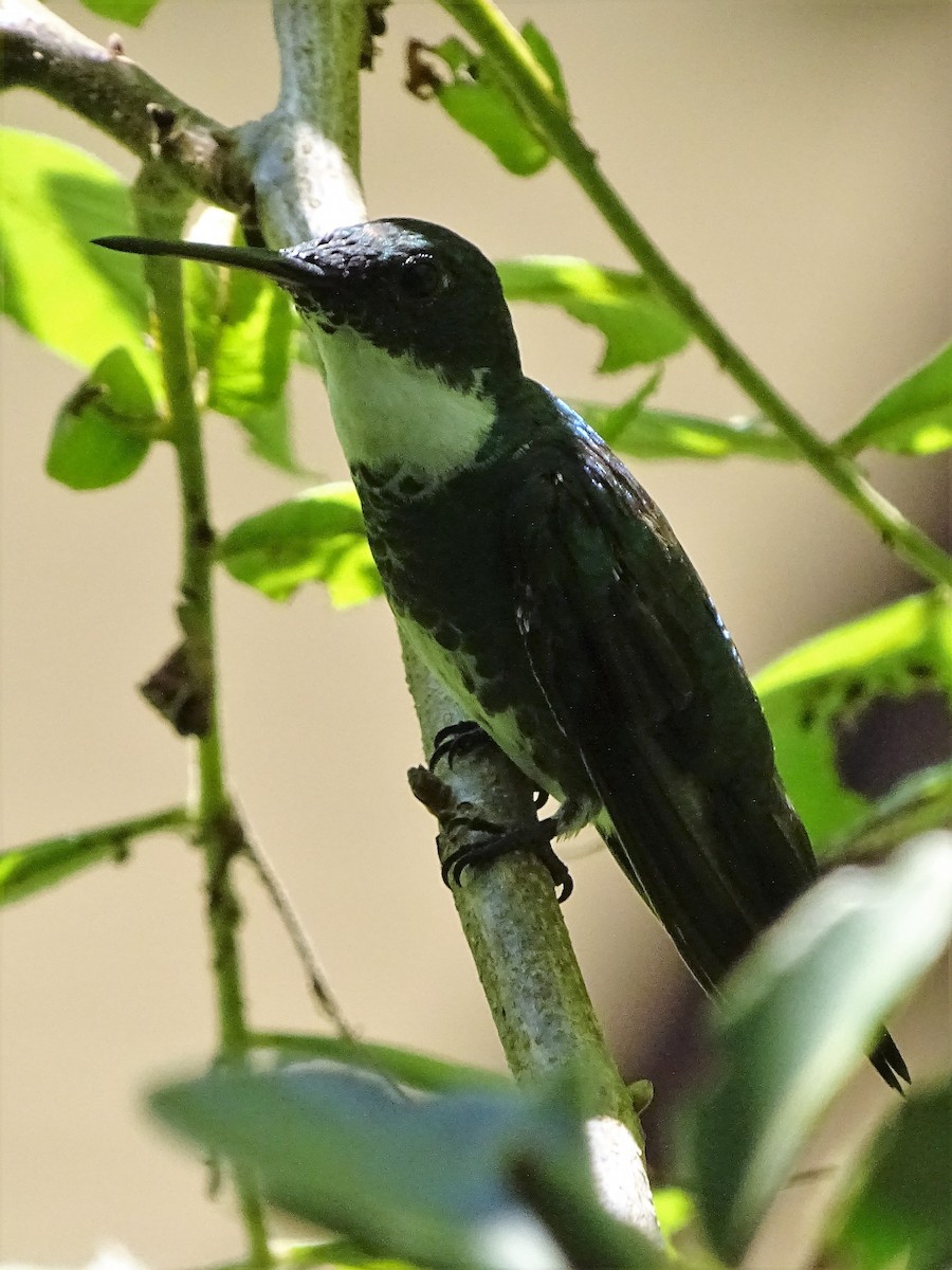 White-throated Hummingbird - ML83139431