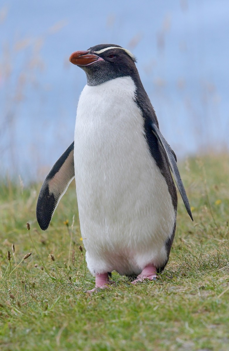 Снарский пингвин - ML83139581