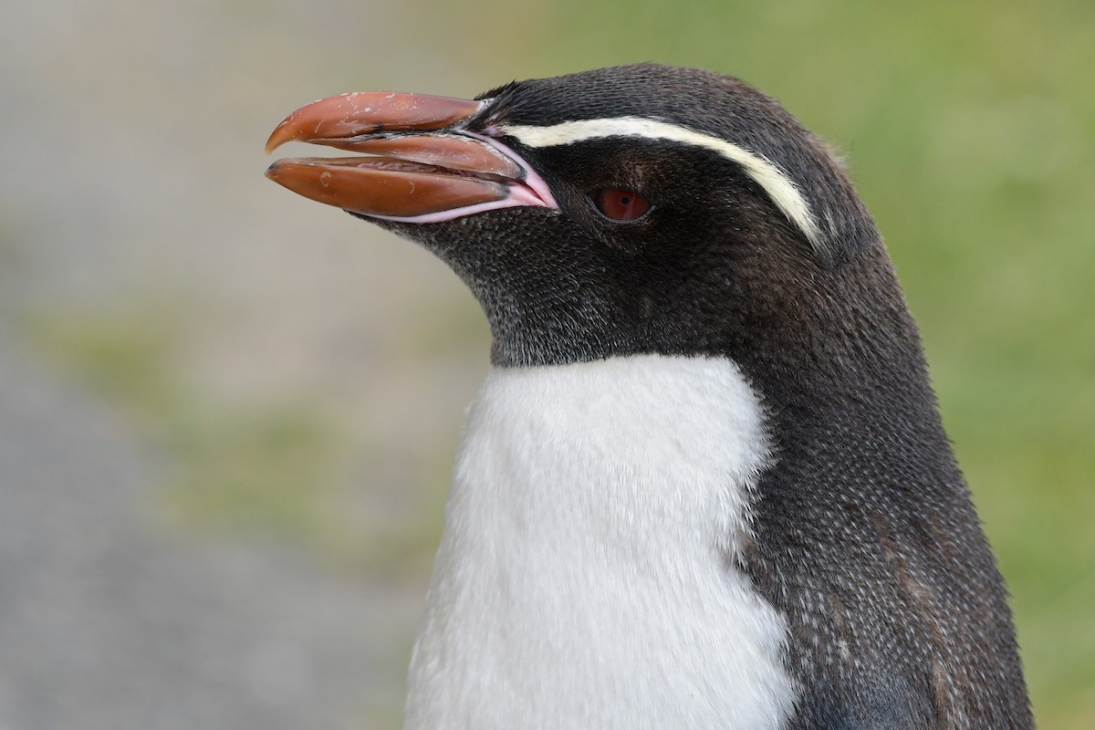 Снарский пингвин - ML83139731