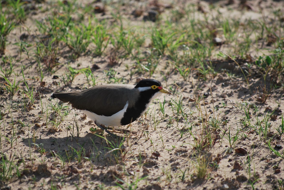 Banded Lapwing - ML83143781