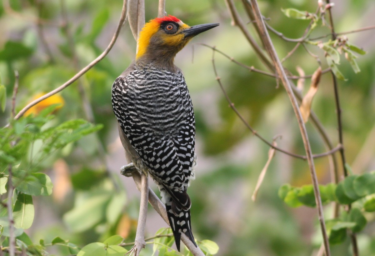 Golden-cheeked Woodpecker - ML83144401