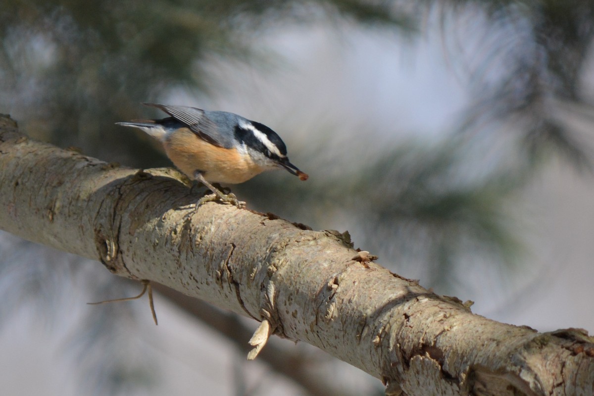 Red-breasted Nuthatch - ML83145811