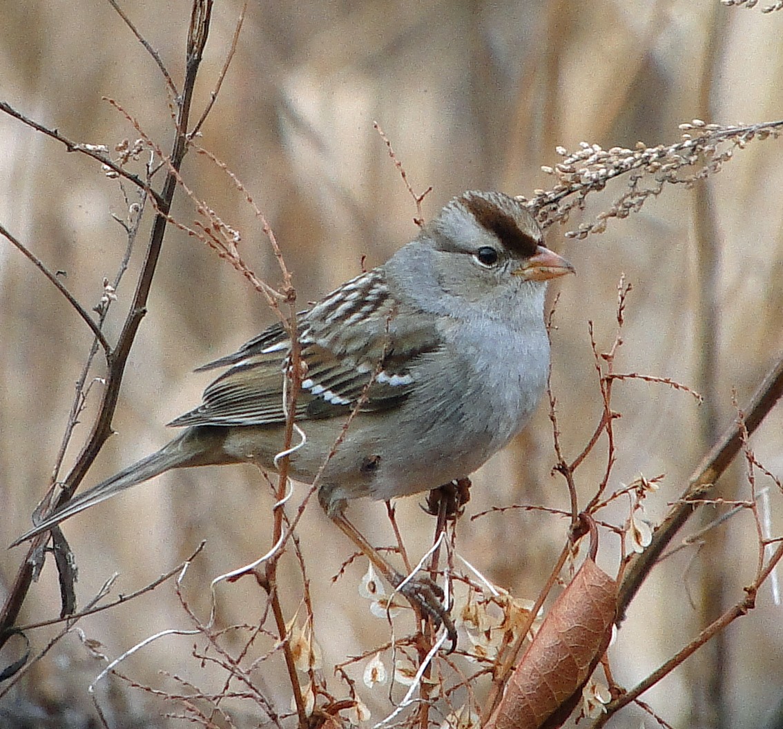White-crowned Sparrow - Gail Benson