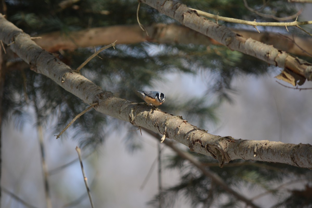 Red-breasted Nuthatch - ML83146461