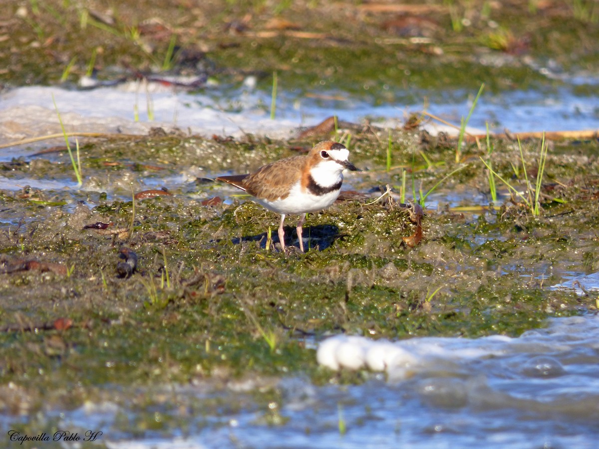 Collared Plover - ML83150441