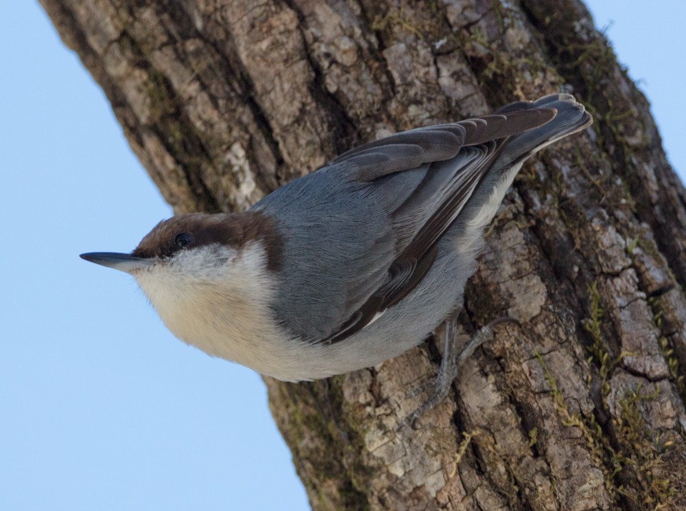 Brown-headed Nuthatch - Melinda Fawver