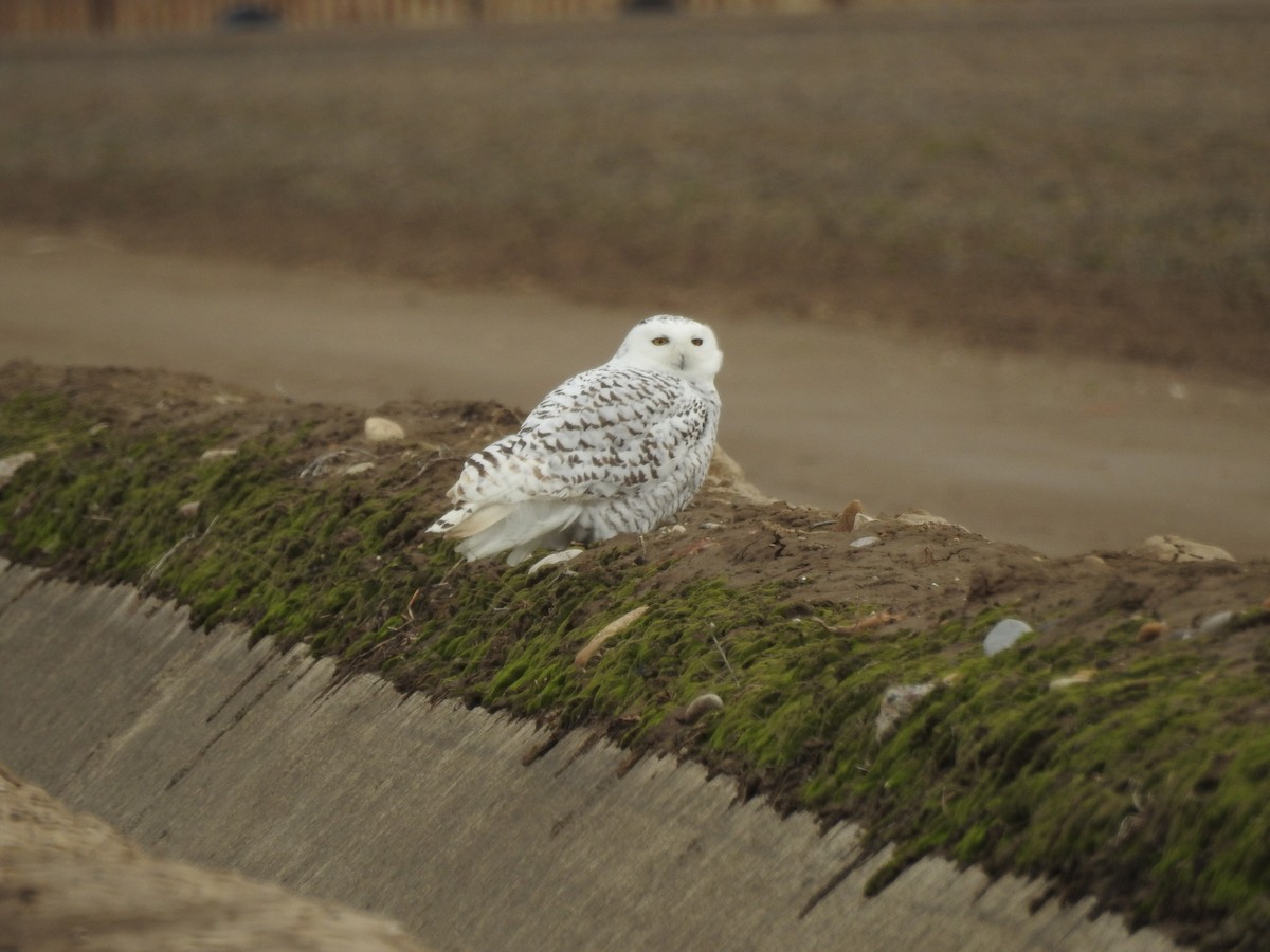 Snowy Owl - ML83152931
